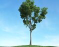 Solitary Tree 46 3D модель