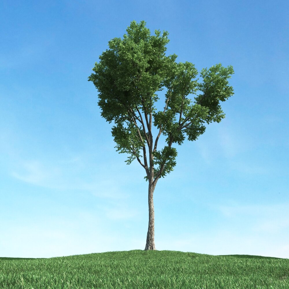 Solitary Tree 46 3D-Modell