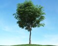 Solitary Tree 47 3d model