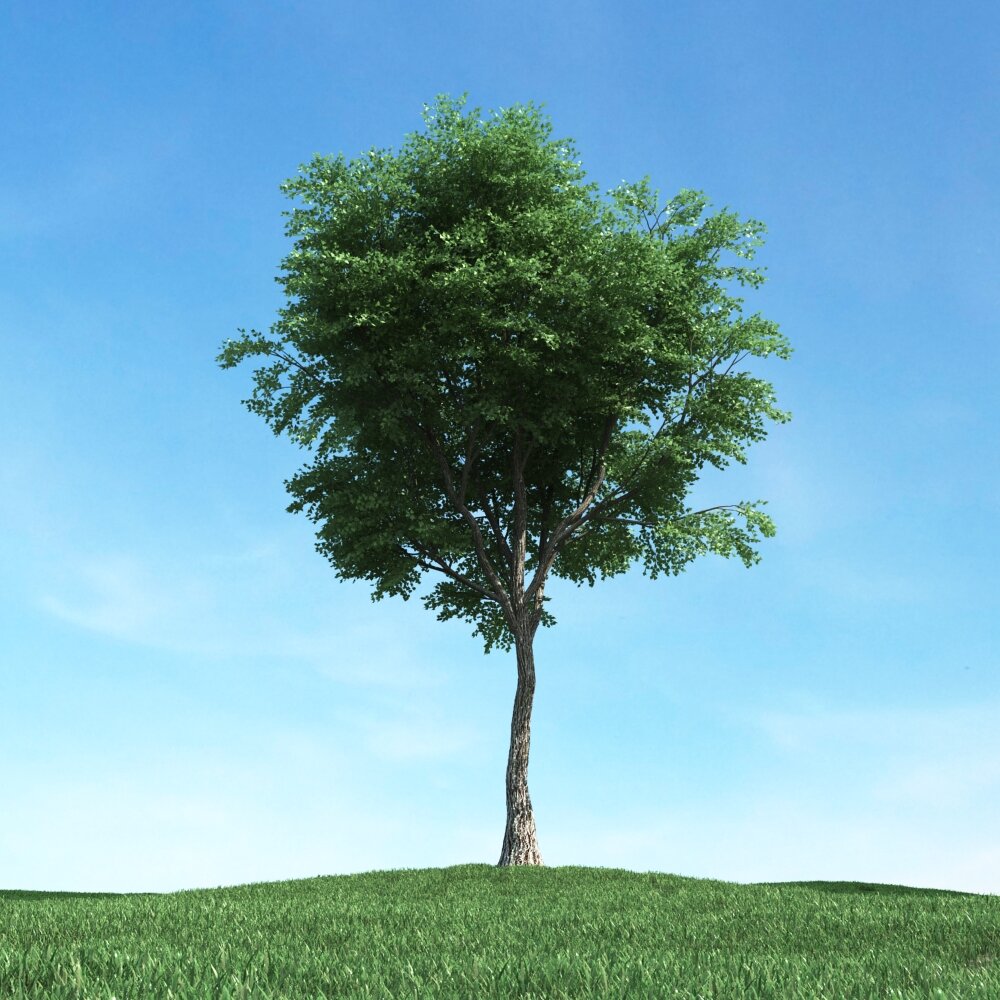 Solitary Tree 47 3D-Modell