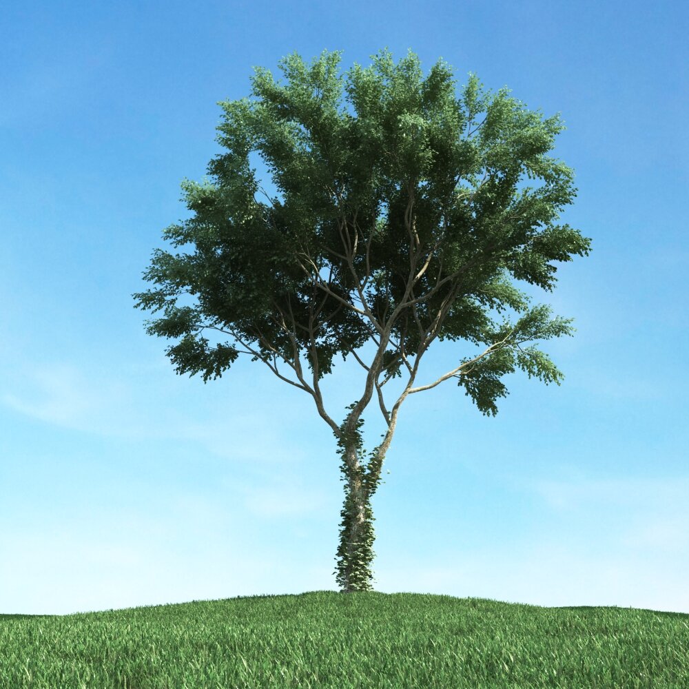 Solitary Tree 48 Modello 3D