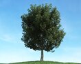 Solitary Tree 49 3d model