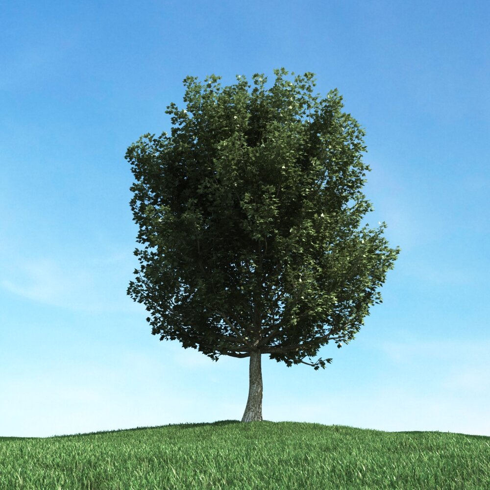 Solitary Tree 49 3D-Modell