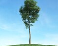 Solitary Tree 50 Modello 3D
