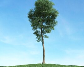 Solitary Tree 50 3D模型