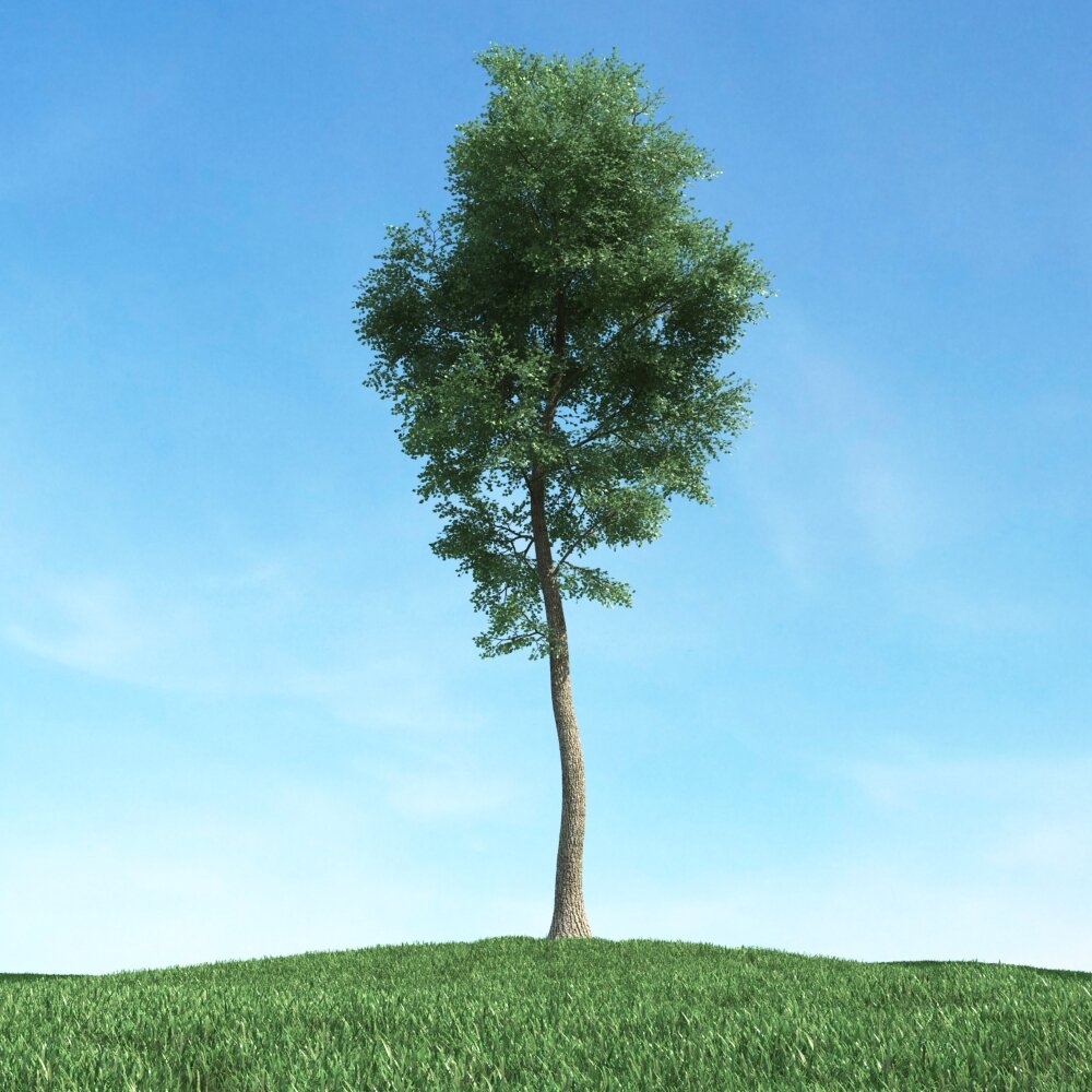 Solitary Tree 50 3D 모델 