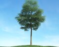 Solitary Tree 51 3d model