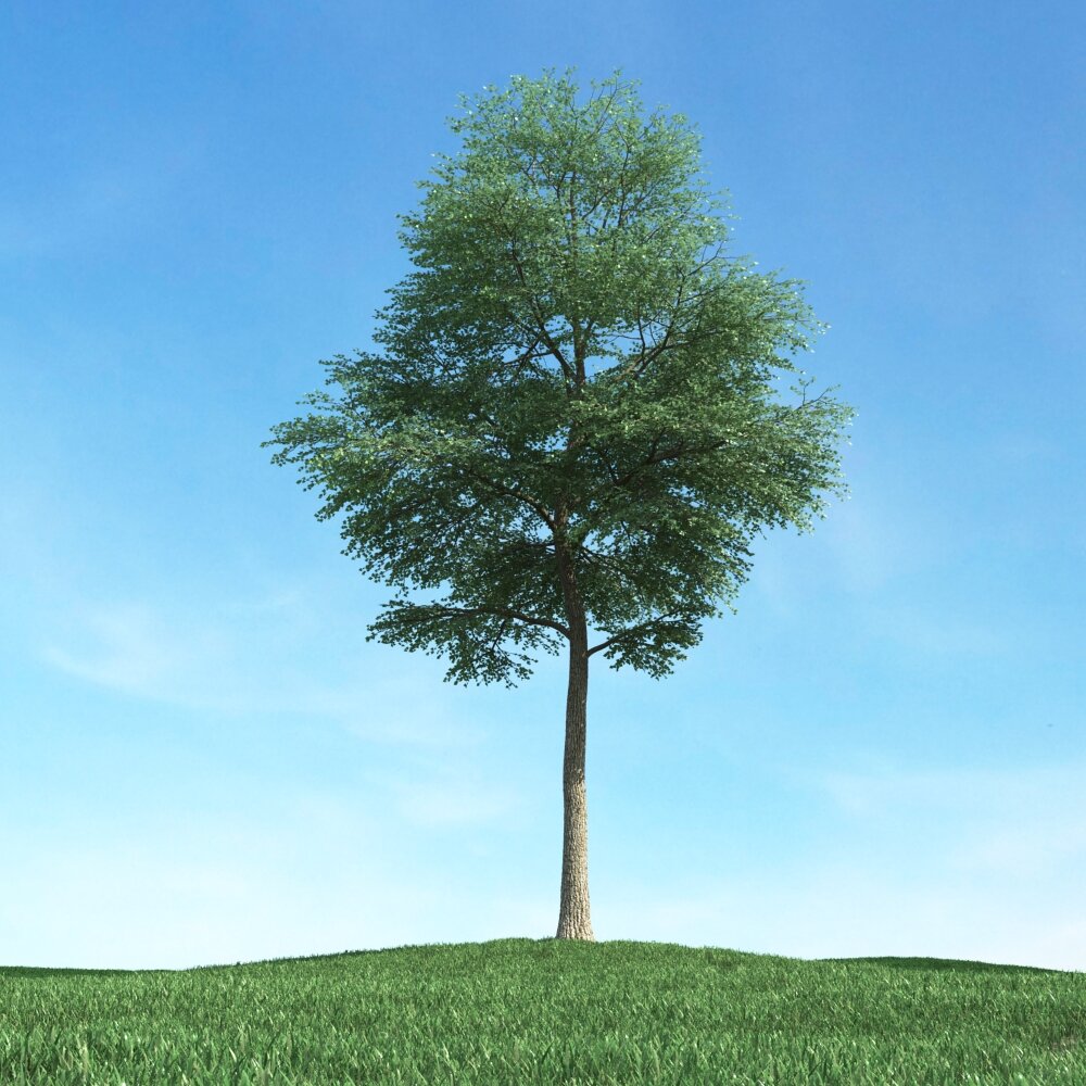 Solitary Tree 51 Modello 3D