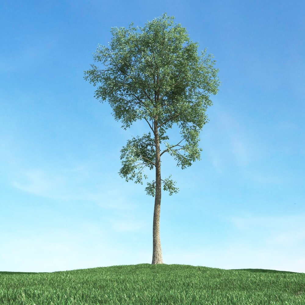 Solitary Tree 52 3D模型