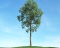 Solitary Tree 53 3d model