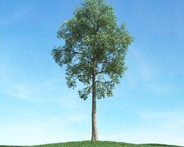 Solitary Tree 53 3D model