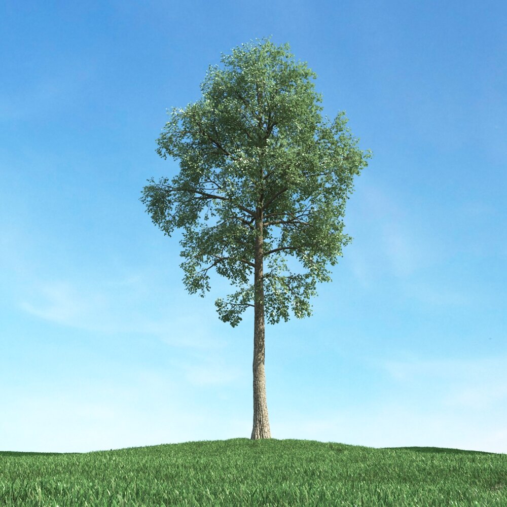 Solitary Tree 53 3D model