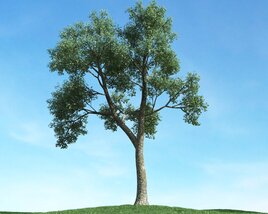 Solitary Tree 54 3D модель