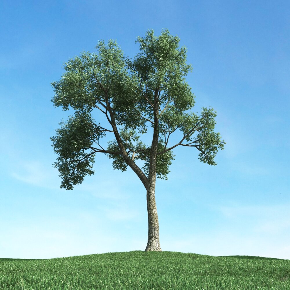 Solitary Tree 54 3D-Modell