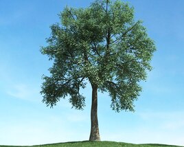 Solitary Tree 55 3Dモデル