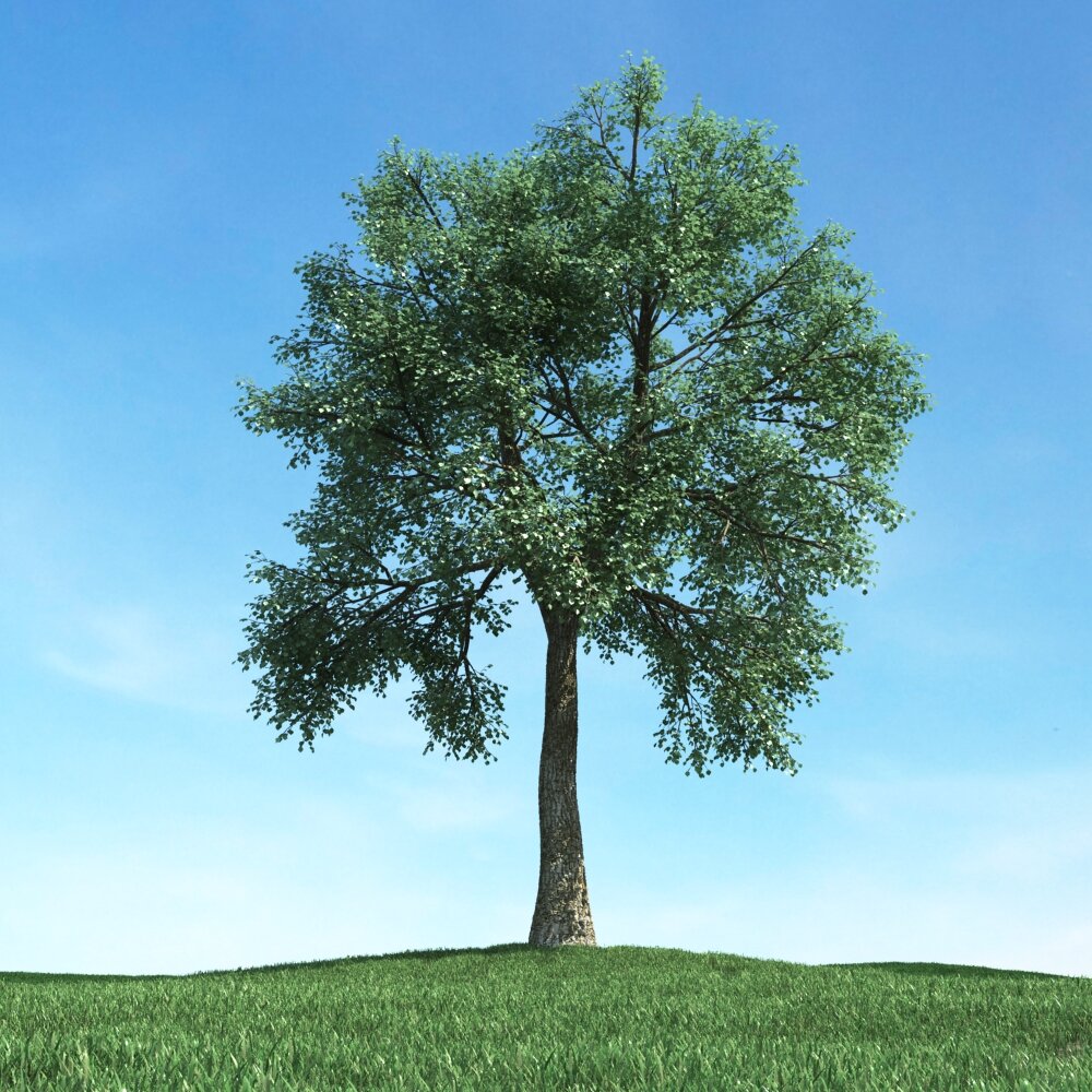 Solitary Tree 55 Modello 3D