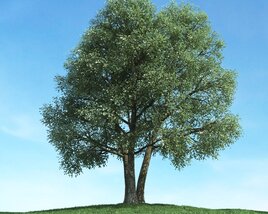 Solitary Tree 56 3D model