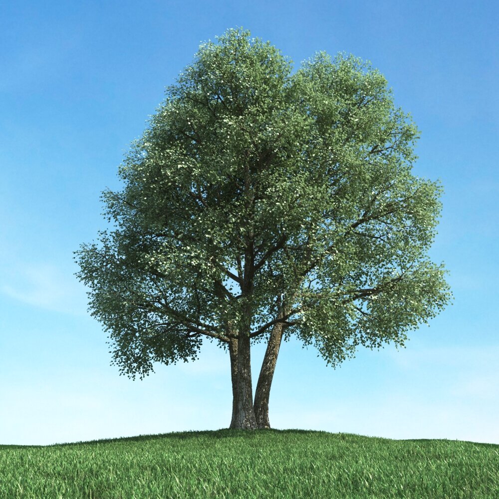 Solitary Tree 56 Modello 3D