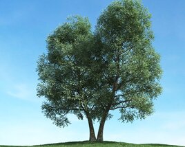 Solitary Tree 57 3Dモデル