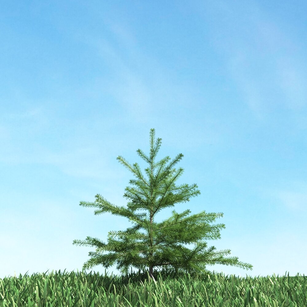 Lonely Pine 3D model