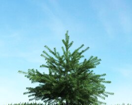 Lonely Pine 02 3D 모델 
