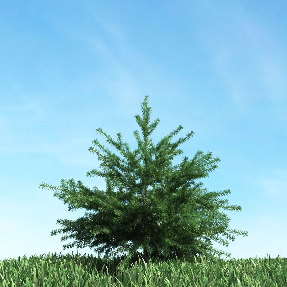 Lonely Pine 02 3d model