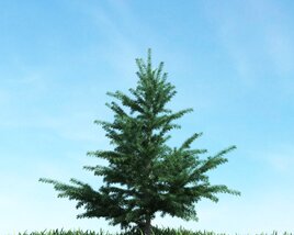 Solitary Fir Tree 02 Modello 3D