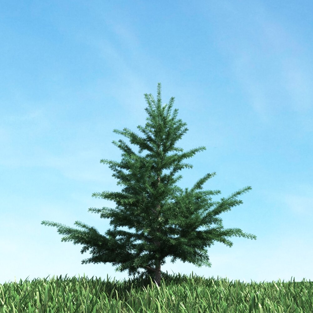 Solitary Fir Tree 02 3Dモデル