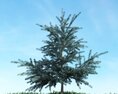 Verdant Pine Tree 03 3d model