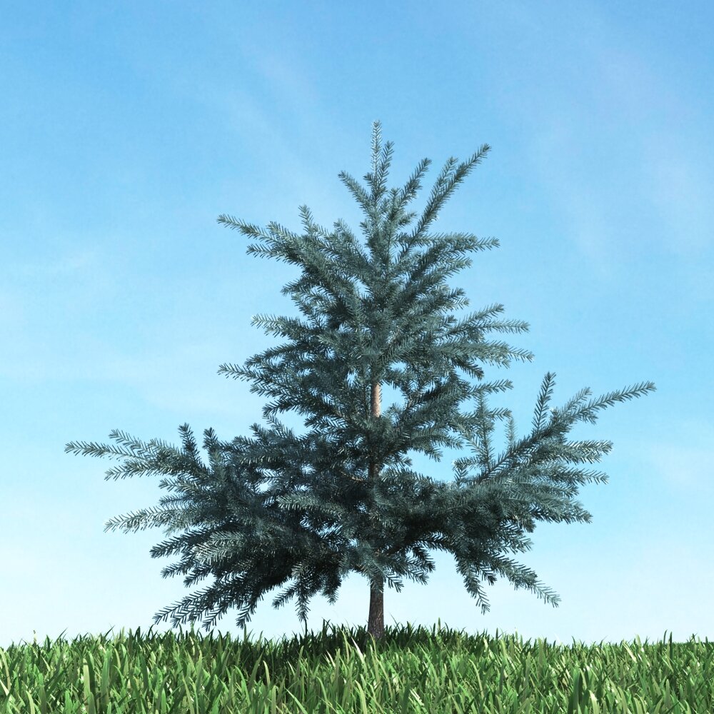 Verdant Pine Tree 03 3D модель