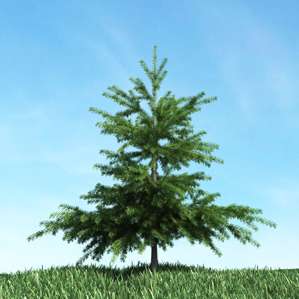 Lush Green Pine Tree 3D модель
