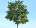 Quercus 3Dモデル