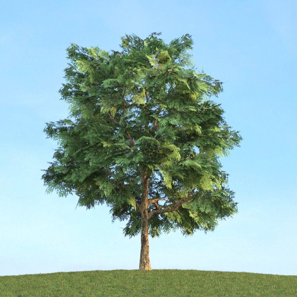 Quercus Modello 3D