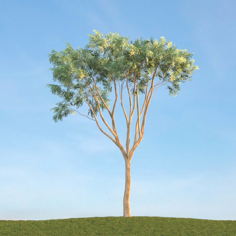 Eukalyptus Modello 3D