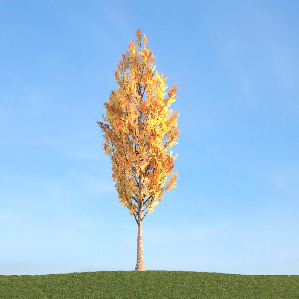Autumn Populus 3D模型