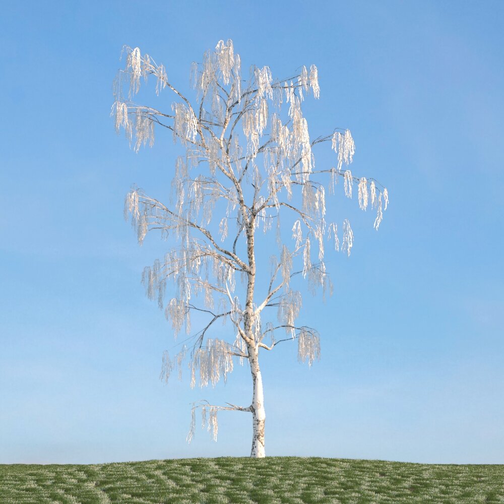 Winter Betula Modello 3D