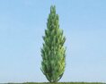 Pinus 3D 모델 