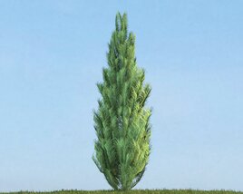 Pinus Modelo 3d