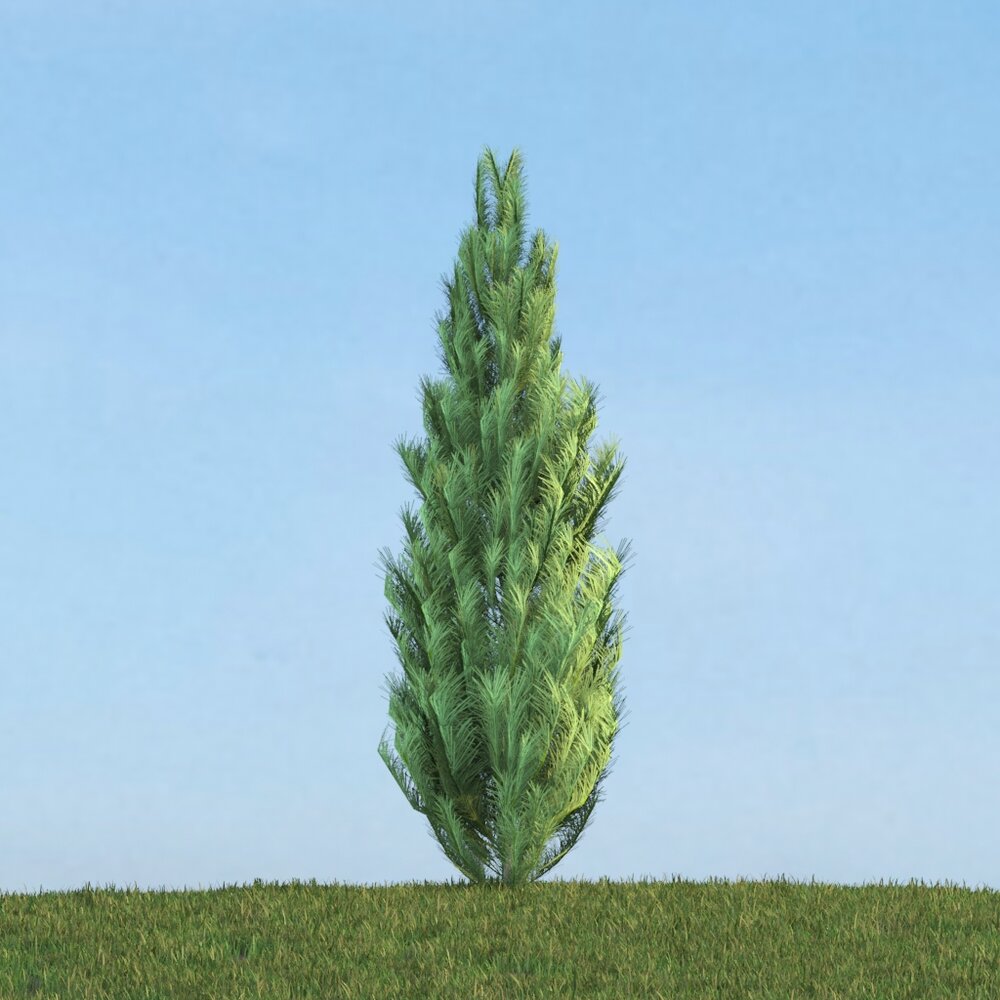 Pinus Modelo 3d