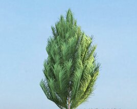 Pinus 02 3D 모델 