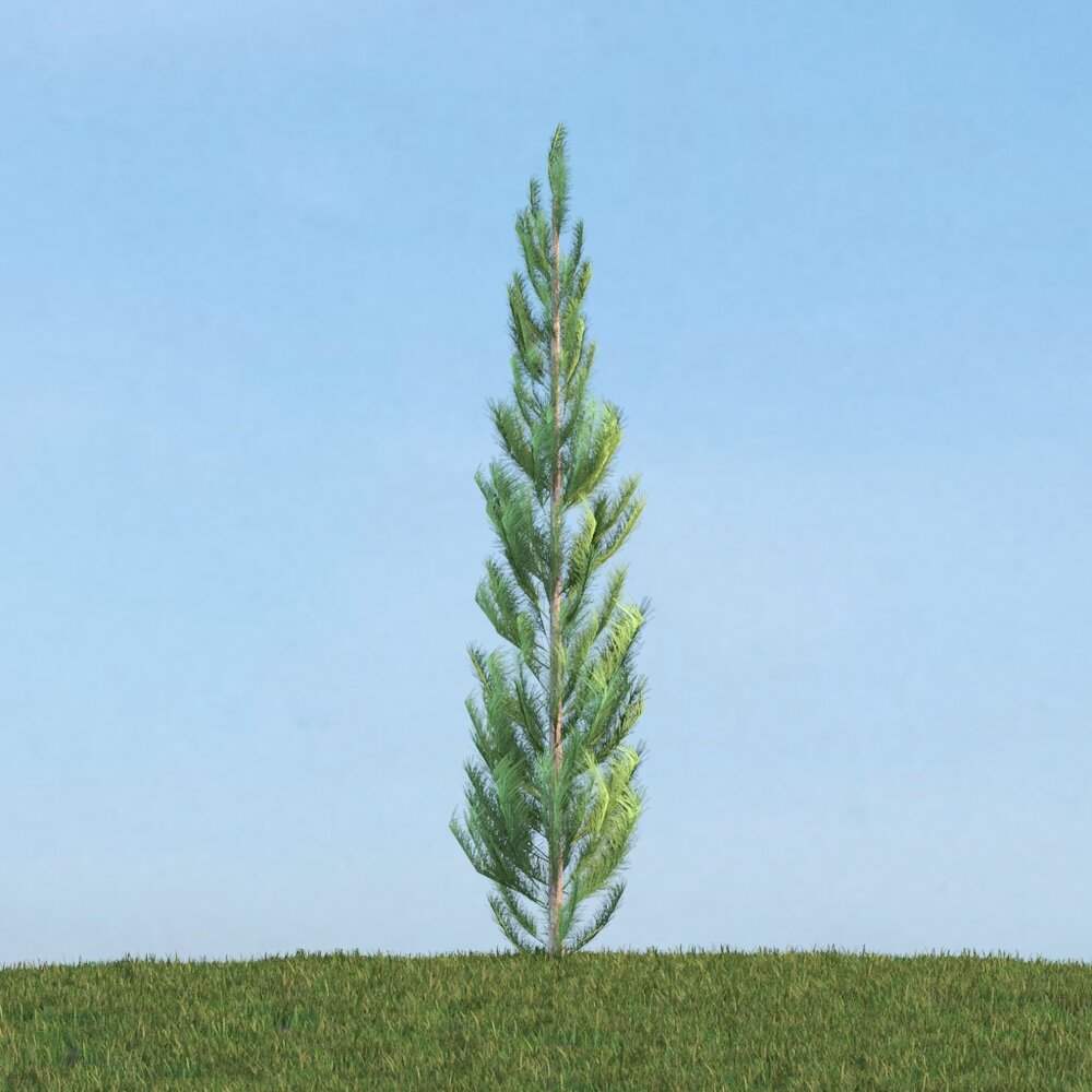 Pinus 03 Modello 3D