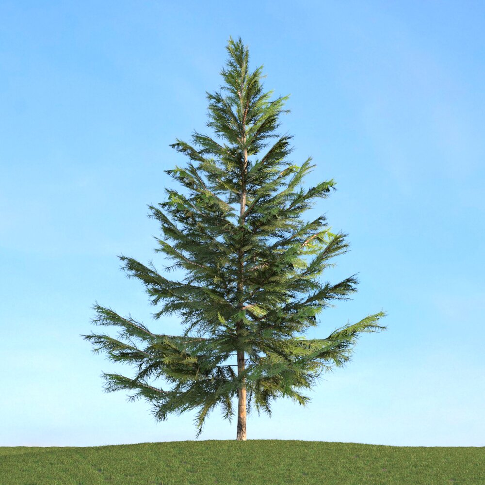 Picea Modèle 3D