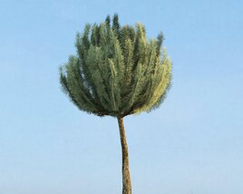 Pinus Mugo 3D-Modell
