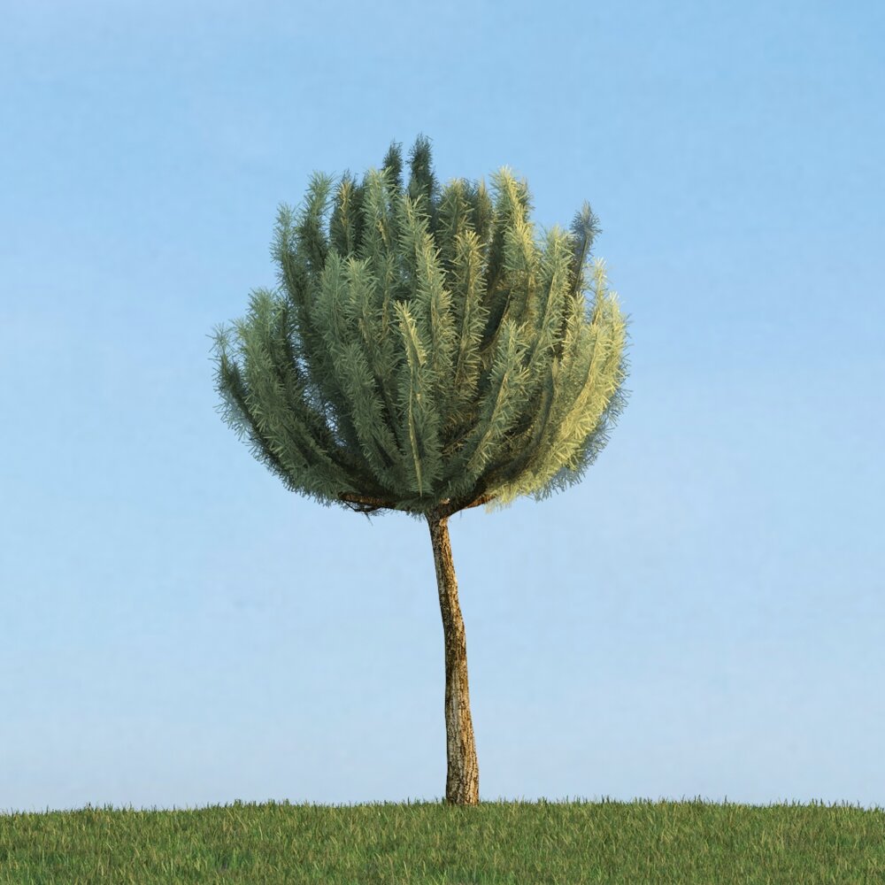 Pinus Mugo Modello 3D