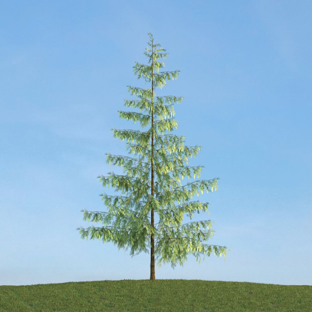 Pinus 04 Modello 3D
