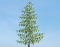Pinus 05 Modello 3D