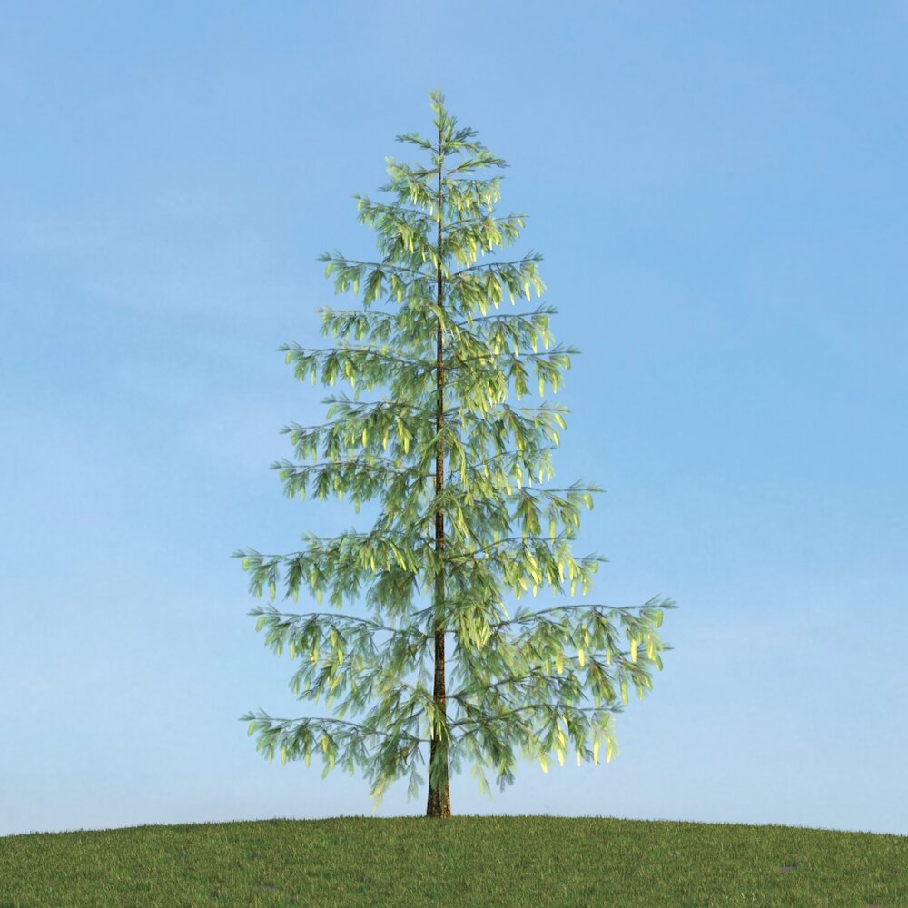 Pinus 05 Modèle 3D