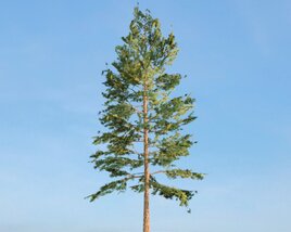Pinus Strobus 3Dモデル