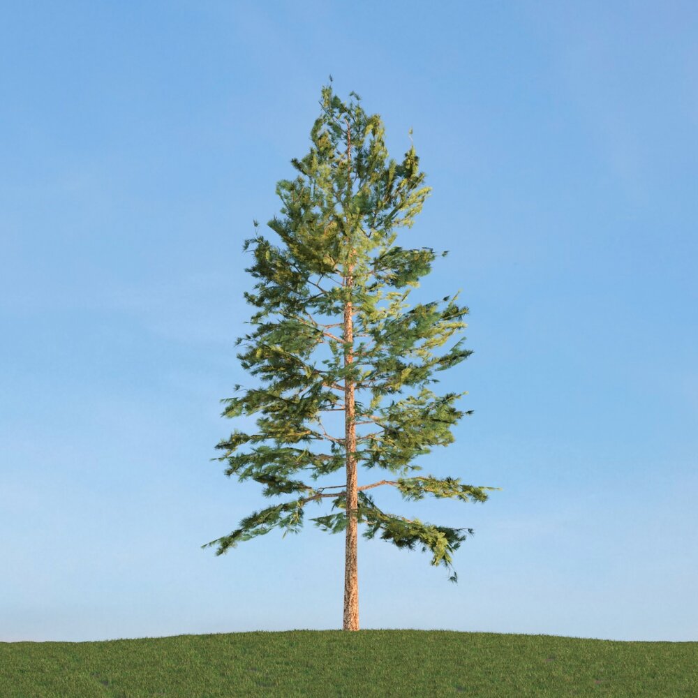 Pinus Strobus 3Dモデル