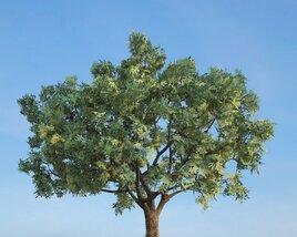 Salix Fragilis 3D-Modell